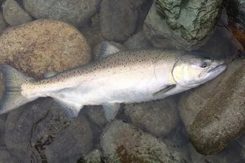 Chinook Salmon