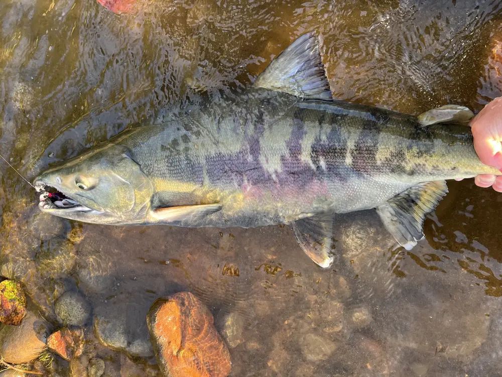 Chum Salmon