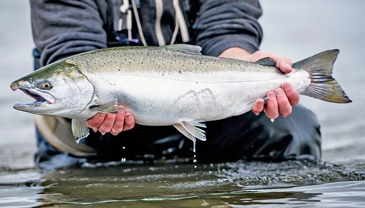 Coho Salmon